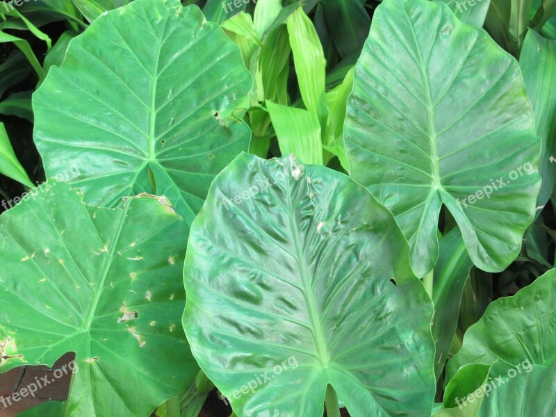 Elephant Ears Leaves Plants Green Large