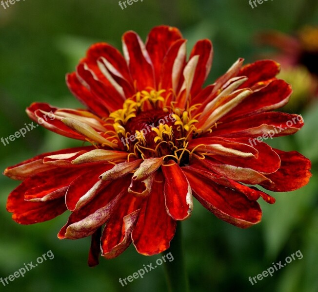 Flower Red Nature Beautiful Beauty