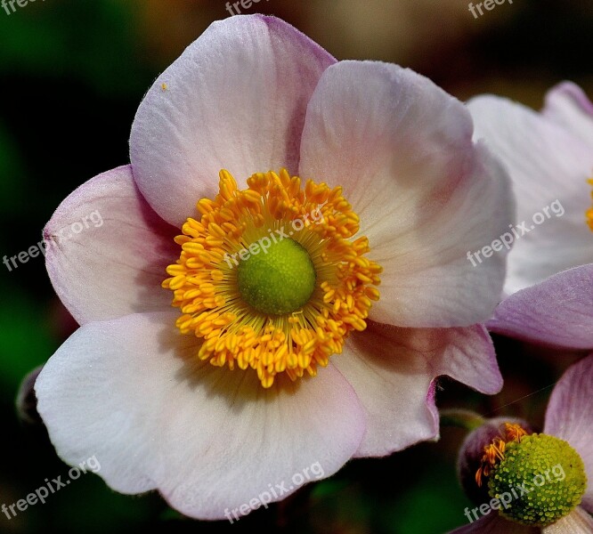 Flower Wildflowers Pink Yellow Nature