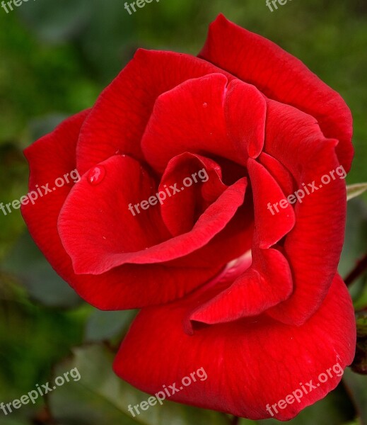 Rose Red Flower Beauty Floral