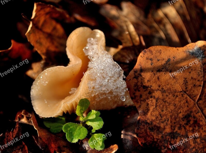 Mushrooms Fungus Snow Green Winter