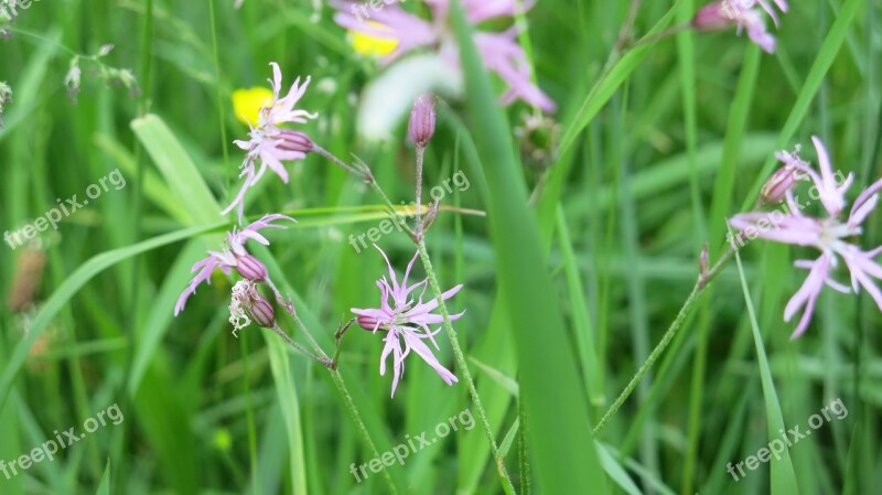 Grasses Grass Meadow Green Flowers