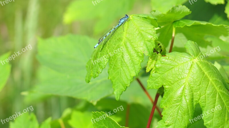 Leaves Green Blue Dragonfly Free Photos