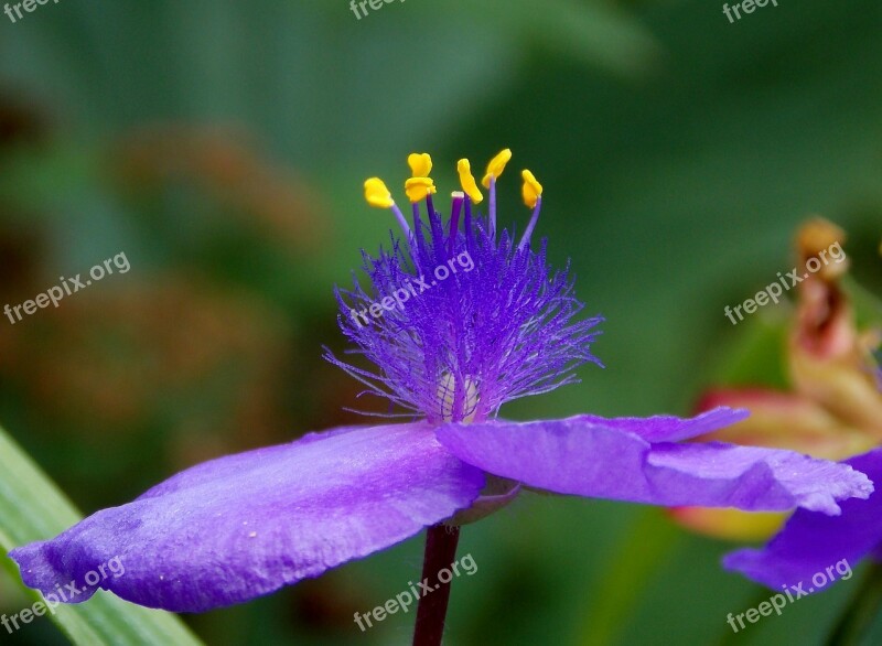 Three Master Flower Flower Seeds Plant Blossom