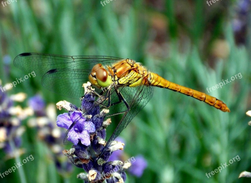 Darter Sympetrum Dragonfly Dragonflies Sailing Dragonfly Flight Insect