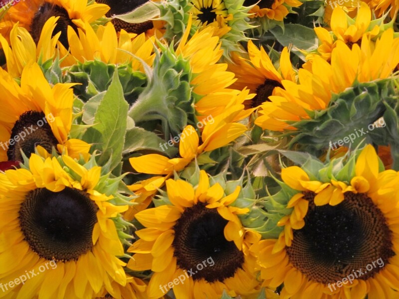 Sunflowers Yellow Flower Big Bright