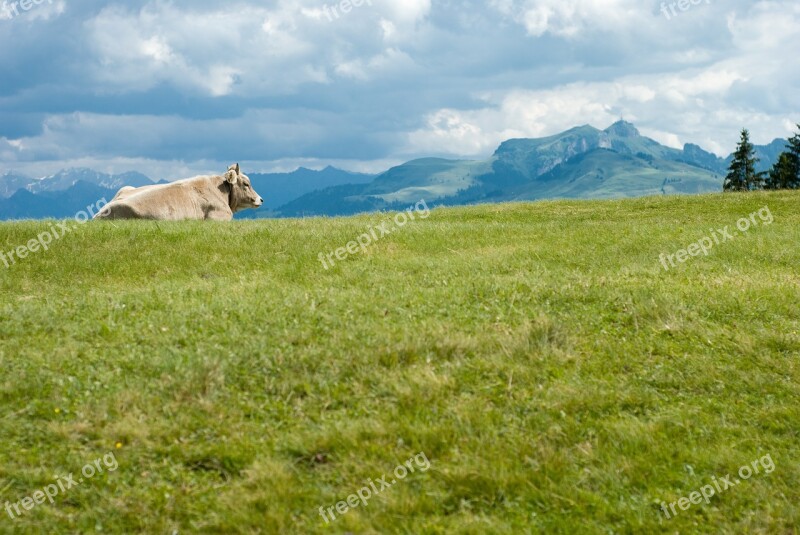 Cow Switzerland Europe Mountain Nature