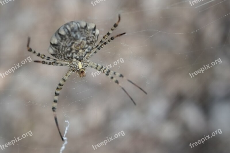 Spider Arachnid Arachnophobia Big Web