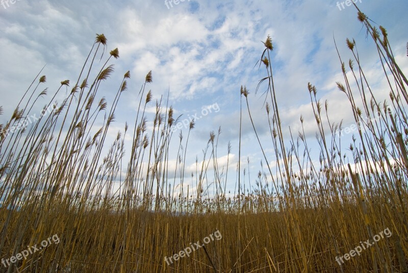 Wheat Sky Field Nature Summer