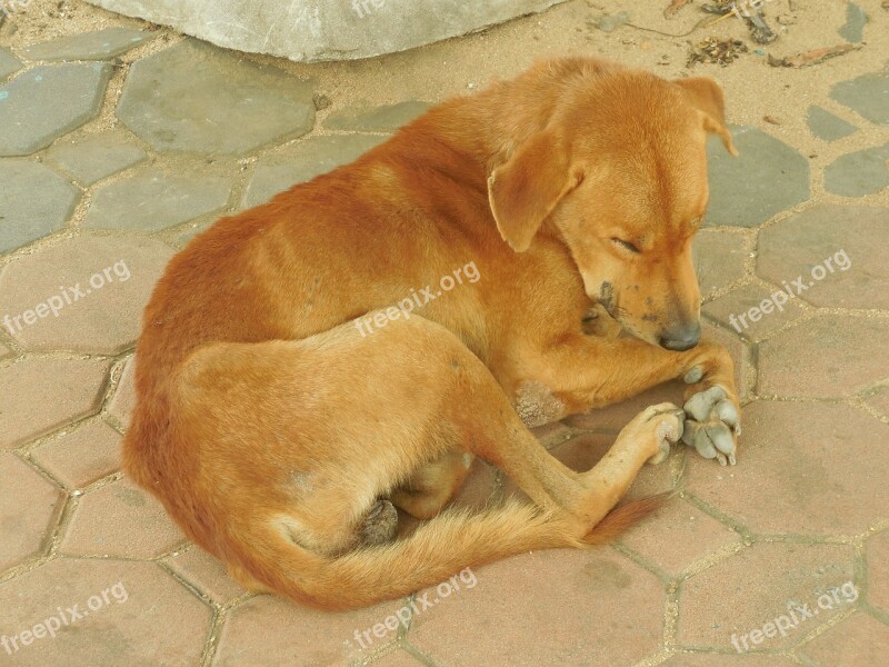 Dog Sleeping Animal Canine Sleep