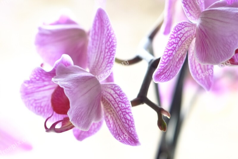 Orchid Lilac Purple Flower Macro