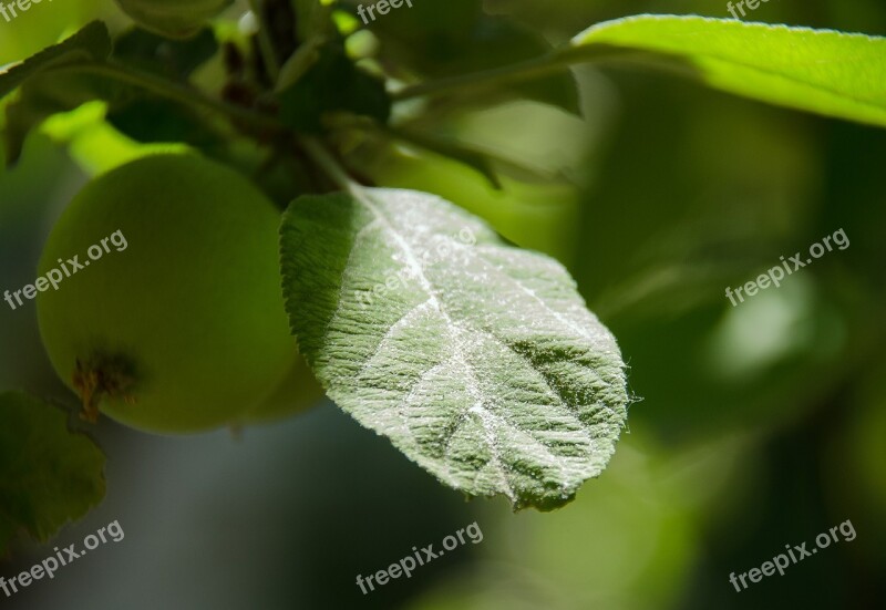 Sheet Apple Tree Sun Leaves Nature