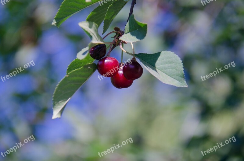 Cherry Berry Tree Sheet Leaves