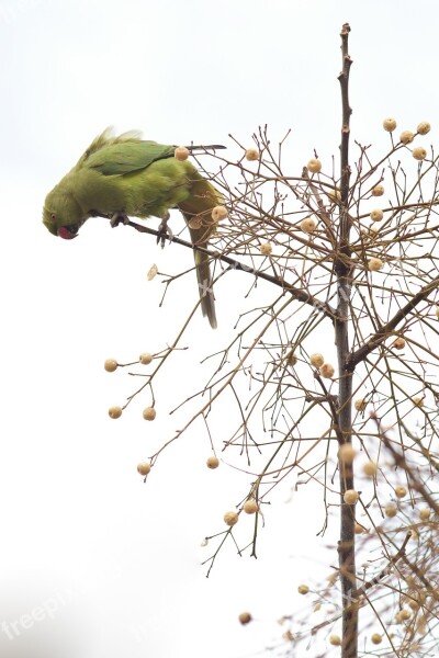 Ara Parrot Bird Branch Tree