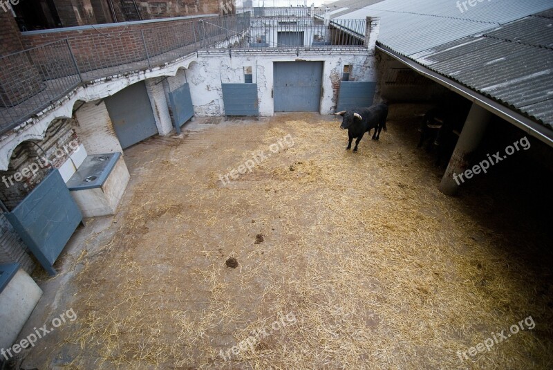 Bullfight Lonesome Bull Animal Cow