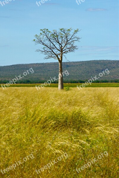 Australia Tree Outback Nature Rural