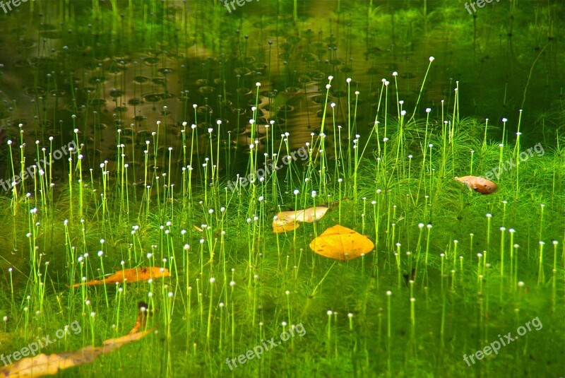 Grass Water Nature Natural Plant