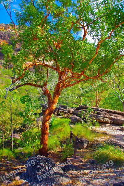 Tree Australia Red Plant Color