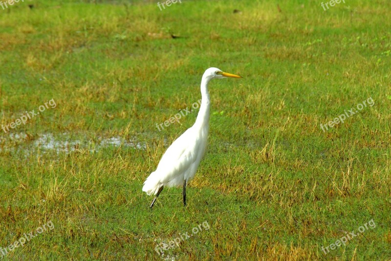 Egret White Bird Elegant Animal