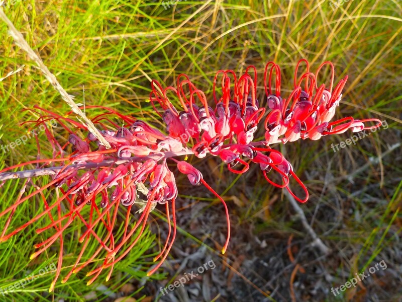 Wildflower Blossom Plant Spring Nature