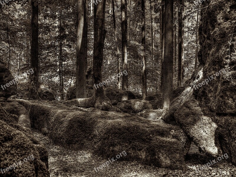 Druid Grove Forest Root Tree Root National Park