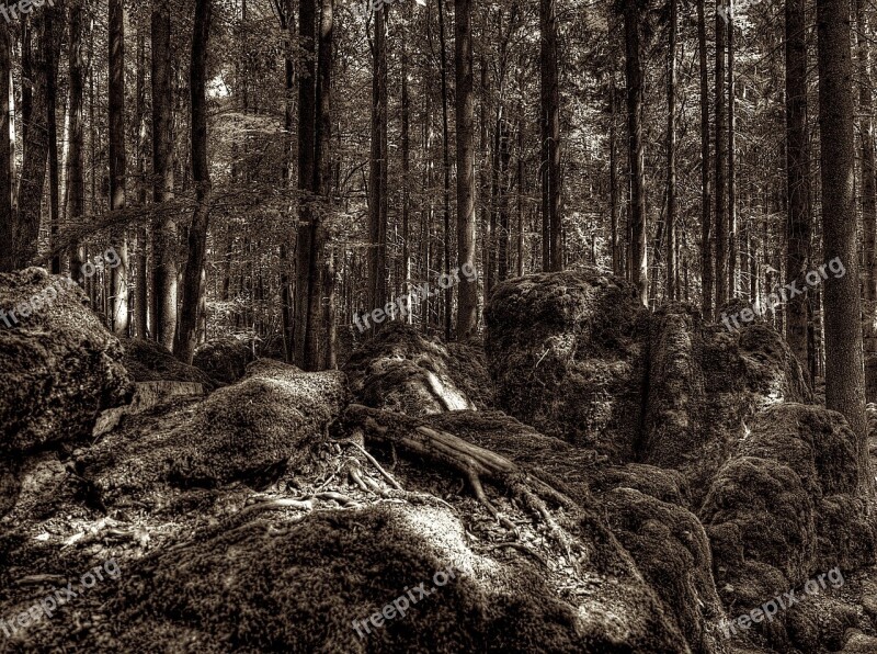 Druid Grove Forest Root Tree Root National Park