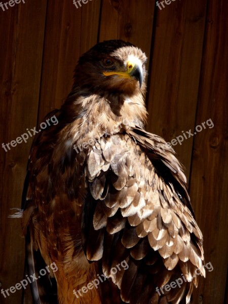 Buzzard Bird Predator Free Photos