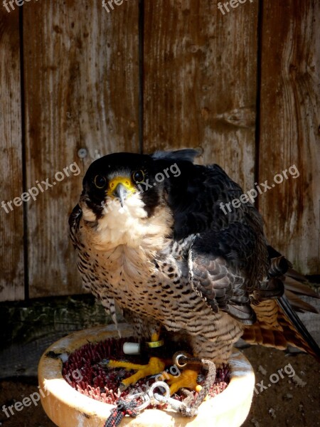 Falcon Bird Predator Breeding Falcons Free Photos