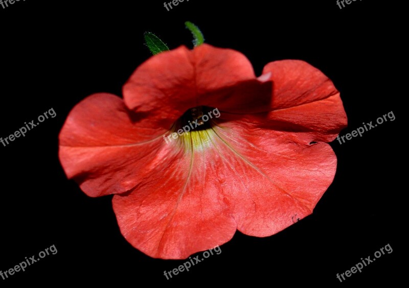 Petunia Flower Blossom Bloom Salmon