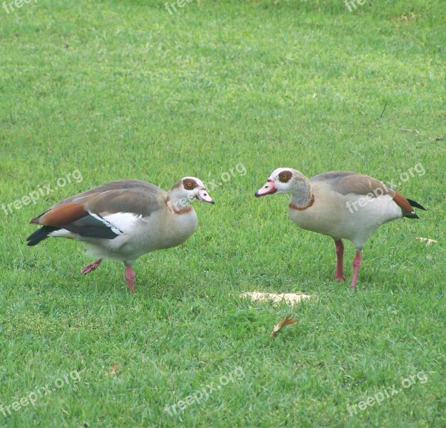 Birds Wildlife Foul Free Photos