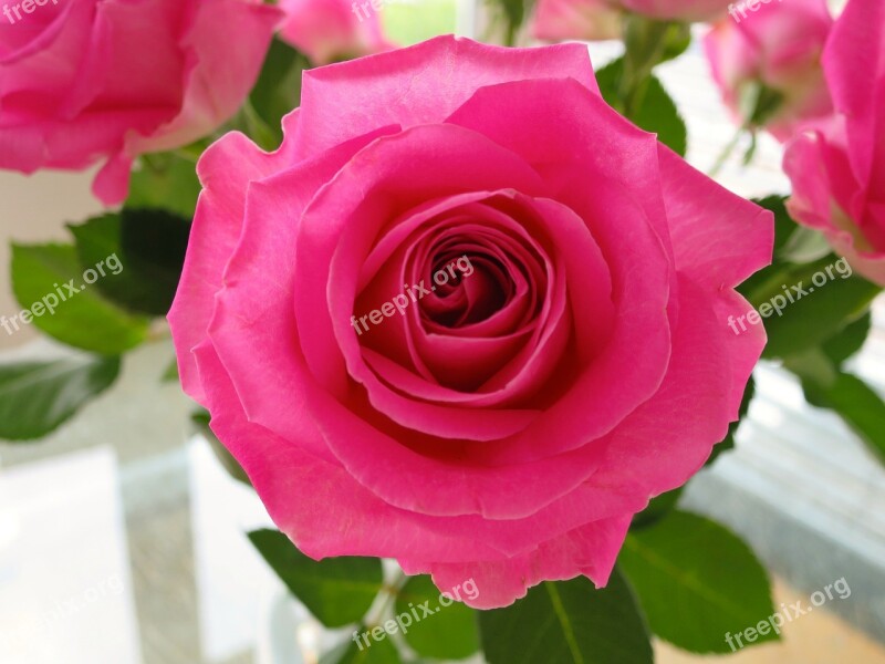 Rose Flower Blossom Bloom Pink