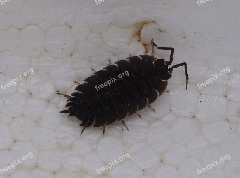 Porcellio Scaber Assel Terrestrial Isopod Knapsack Cancer Free Photos