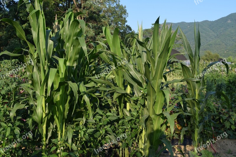 Corn Farm Summer Mountain Greenery