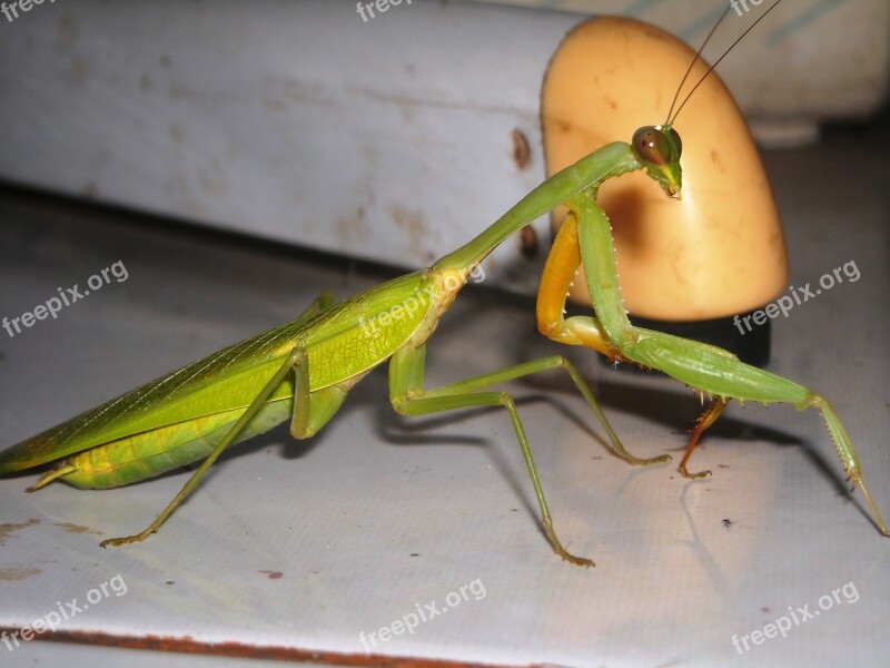 Mantis Grasshopper Green Insects Free Photos