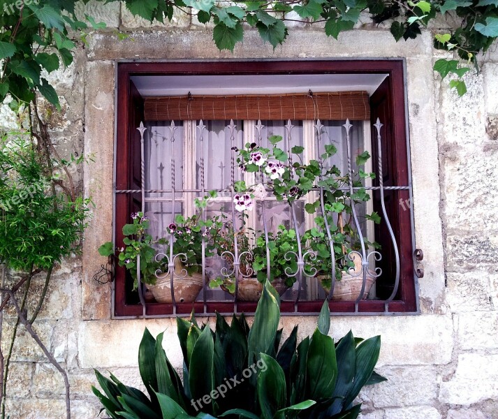 Window Flower Faye House Plant