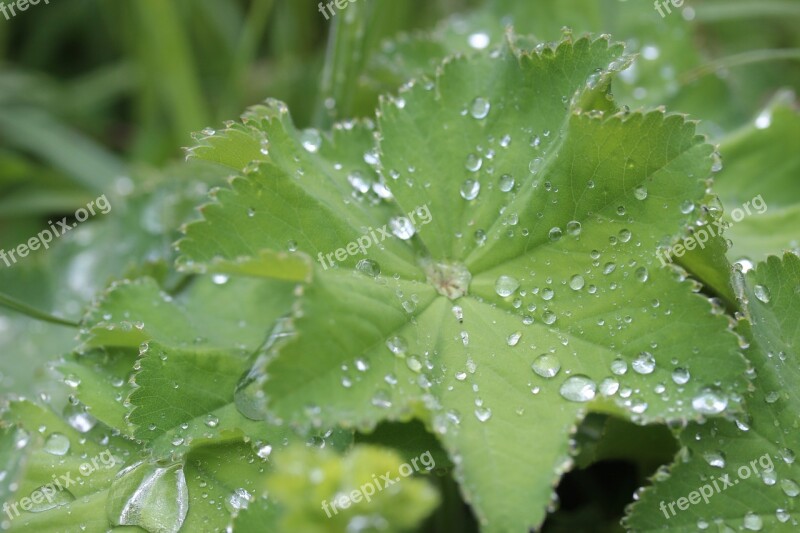 Frauenmantel Medicinal Plant Herbaceous Plant Flora Raindrop