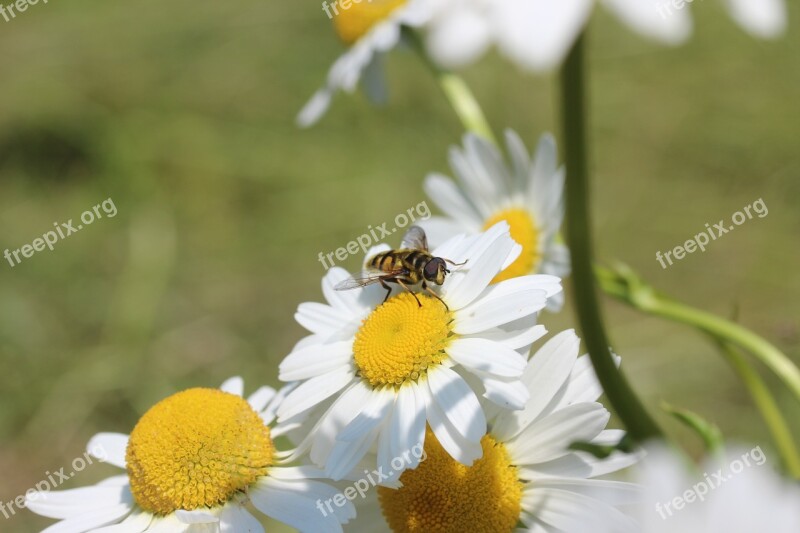 Daisies Hoverfly Flowers Summer Plant