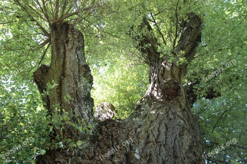 White Poplar Poplar Deciduous Tree Tree Branches