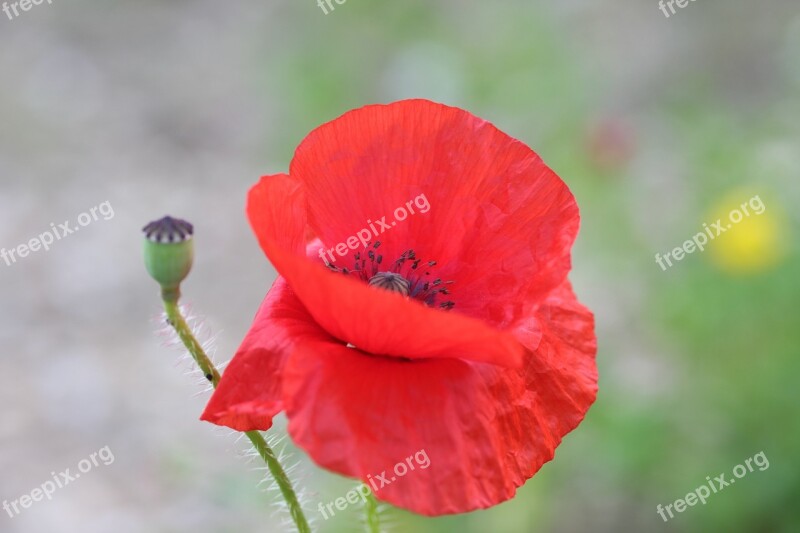 Poppy Poppy Flower Klatschmohn Nature Flowers