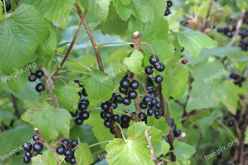 Black Currants Bed Green Fruit Fruits