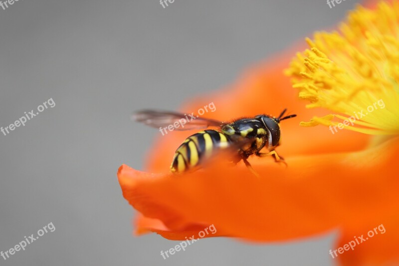 Wasp Poppy Insect Pollination Animal