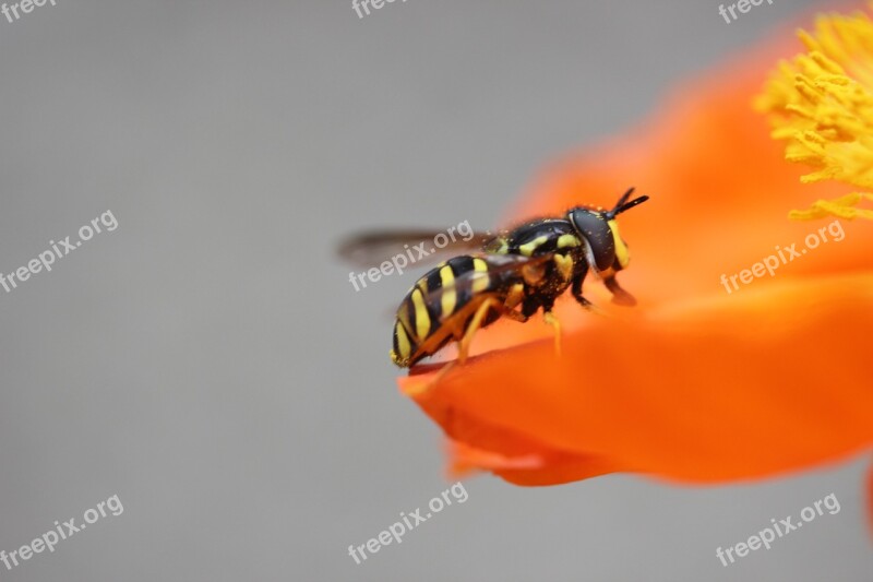 Wasp Poppy Insect Pollination Animal