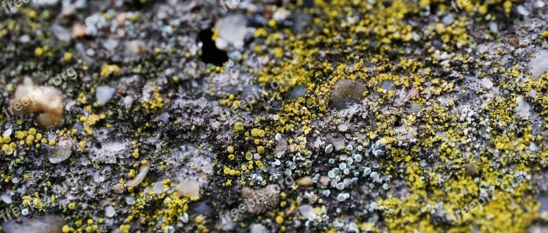 Soil Lichen Sand Earth Free Photos