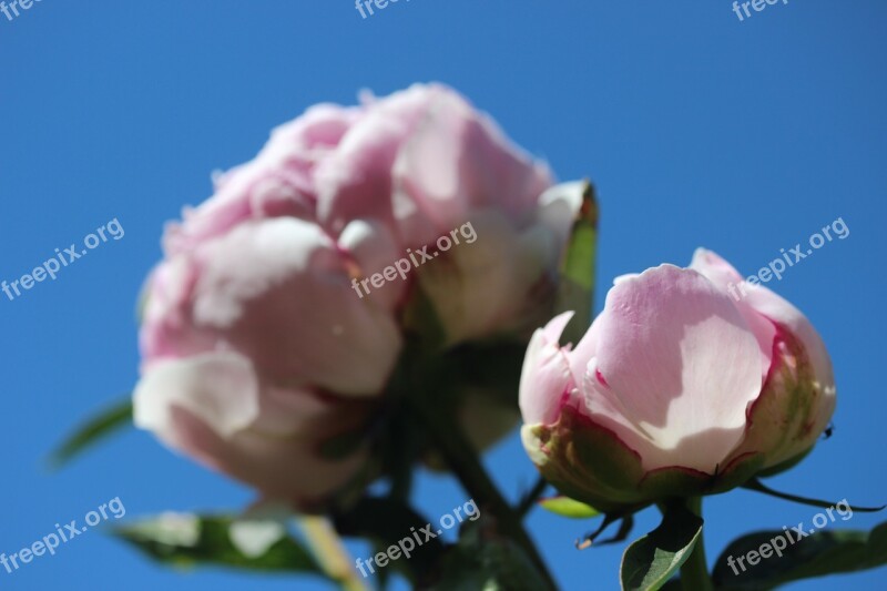 Common Peony Peony Blossom Bloom Flower