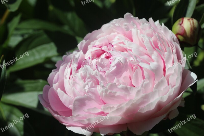 Peony Flower Blossom Bloom Nature