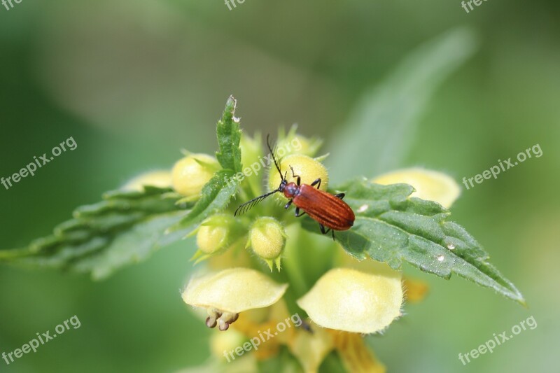 Dead Nettle Ground Beetles Insect Close Up Leaf