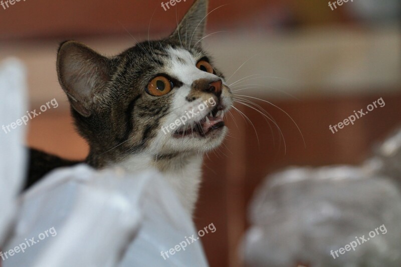 Feline Cat Meowing Asking For Food Kitten Animal