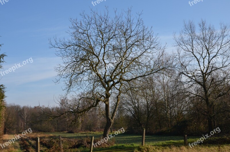 Orchard Fruit Tree Spring Tree Nature