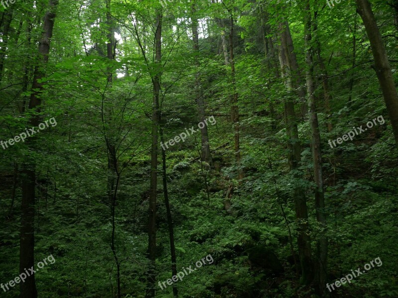 Ravine Nature Trees Green Gorge Trail