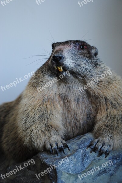 Marmot Stuffed Old Tooth Biter